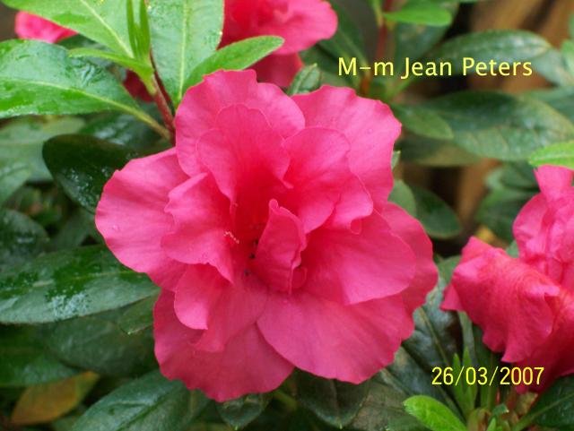 M-m Jean Peters